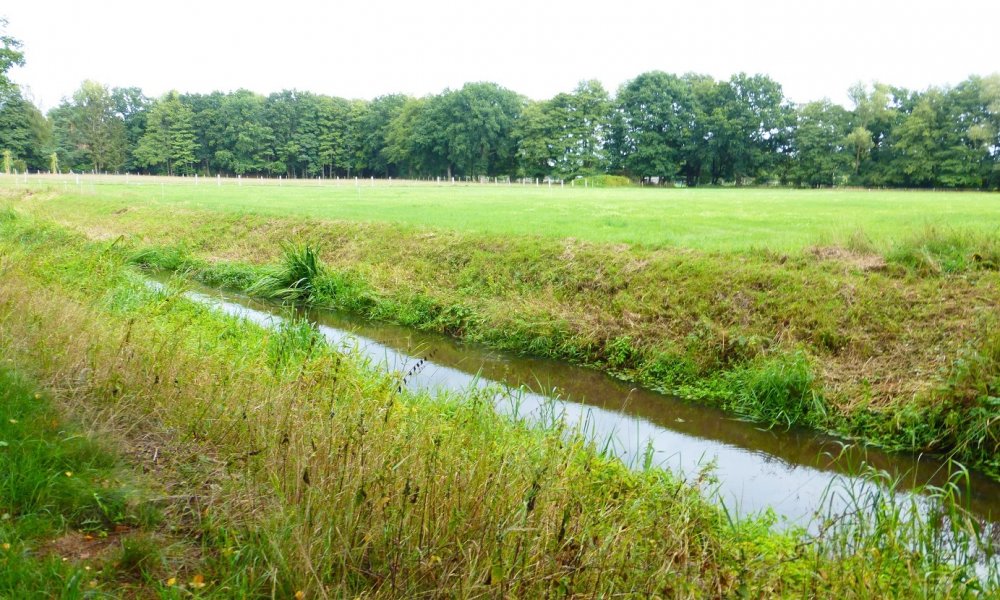 Absolute Rarität an der Wietze